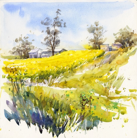 Glimpses of farm house from the canola field